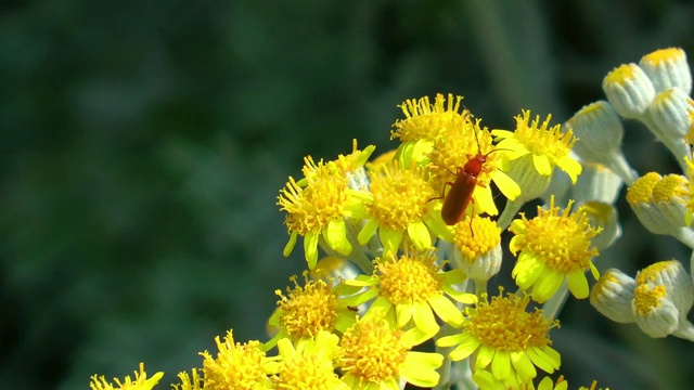 昆虫在黄花上视频素材
