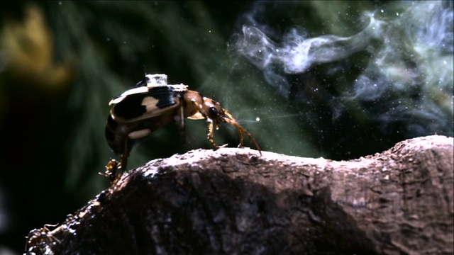 放屁甲虫(Pheropsophus属)从腹部喷出沸腾的液体。视频素材