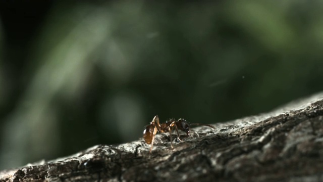 放屁甲虫(Pheropsophus属)的腐蚀性液体喷洒蚂蚁。视频素材