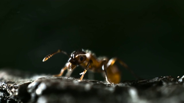放屁甲虫(Pheropsophus属)的腐蚀性液体喷洒蚂蚁。视频素材