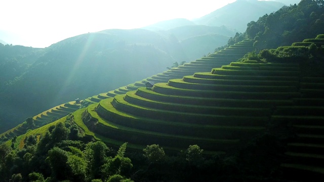 鸟瞰图越南西北部的梯田，收获季节的稻田在木仓寨，Yen Bai省，越南视频购买