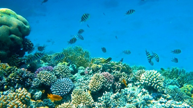 水下多彩的热带鱼和美丽的珊瑚视频素材
