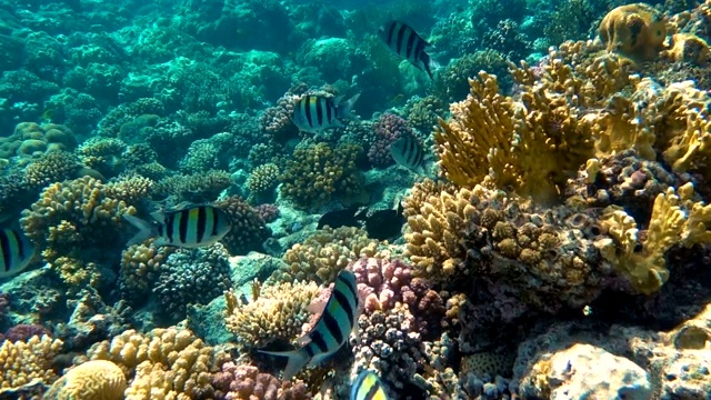 水下多彩的热带鱼和美丽的珊瑚视频素材