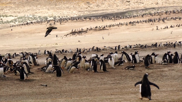 巴布亚企鹅(Pygoscelis巴布亚)在福克兰群岛的海滩视频下载