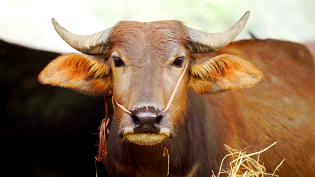 水牛在农场休息的慢镜头视频下载