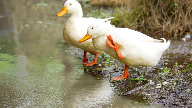 白色的鸭子在池塘边休息视频素材