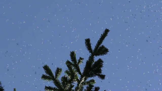 云杉树枝上的一群蚊子视频下载