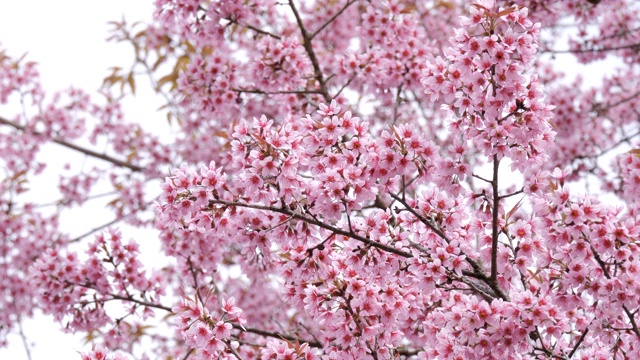 春天的季节，美丽的粉红色的花朵绽放在树枝上视频下载