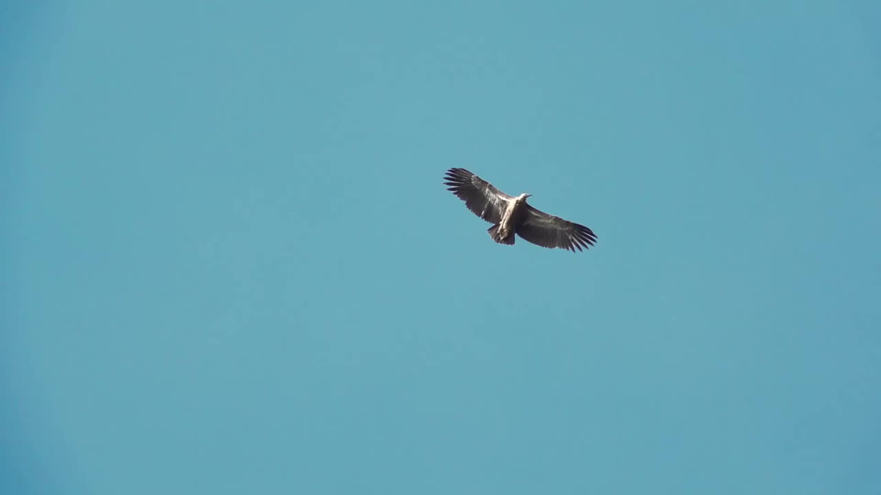 巨大的秃鹰在飞行，低角度观看。视频素材