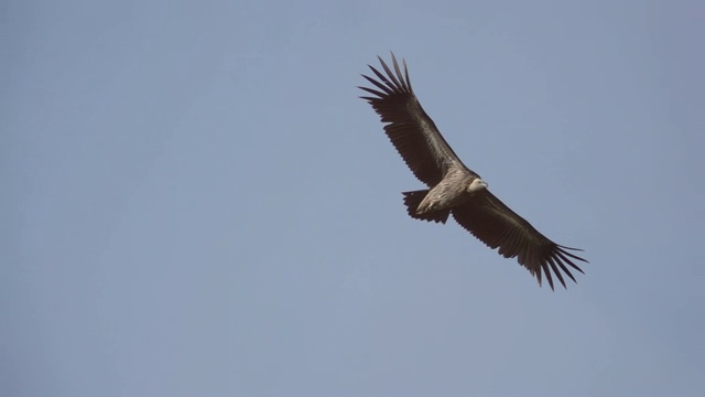 巨大的秃鹫在飞行，低角度的视角。视频素材
