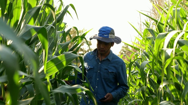 男性农民玉米地视频素材