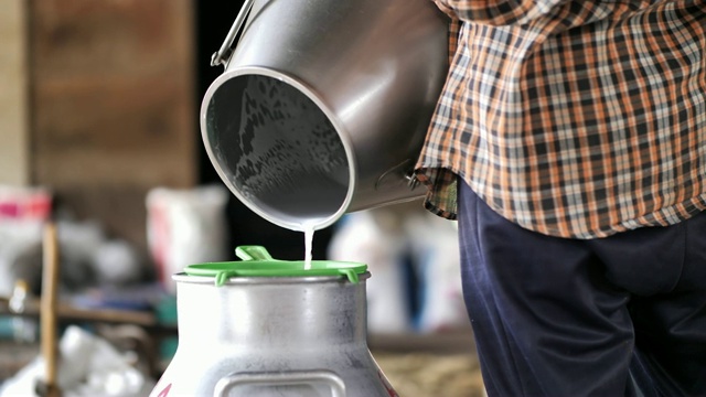 农妇将生牛奶倒入罐中，在奶牛场挤奶。农业职业。慢动作视频素材