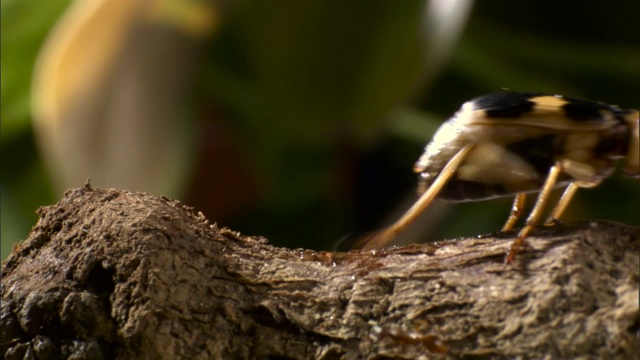 放屁甲虫(Pheropsophus种)从树枝上的蚂蚁身边走过。视频下载