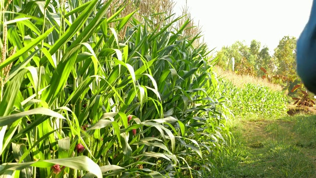 农民的玉米田视频素材