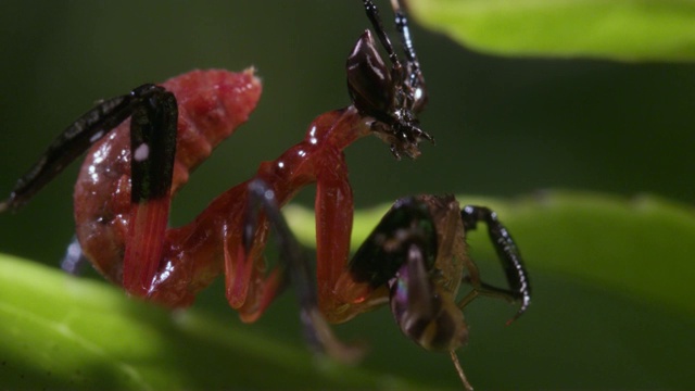 兰花螳螂以苍蝇为食视频素材