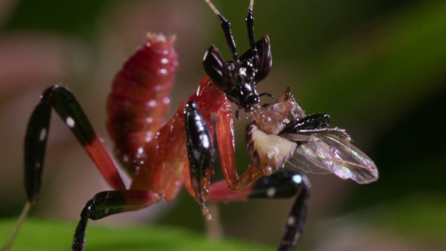 兰花螳螂以苍蝇为食视频素材