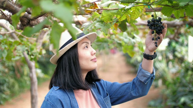 女农民在葡萄园里检查葡萄的收获，慢镜头视频素材