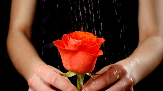 女孩的手捧着雨中湿漉漉的红宝石玫瑰视频下载