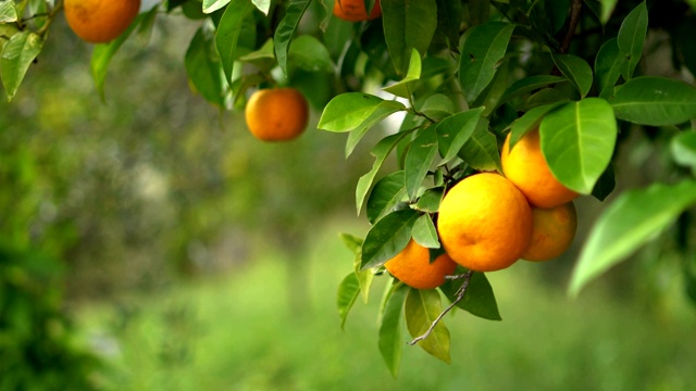 橙树视频素材