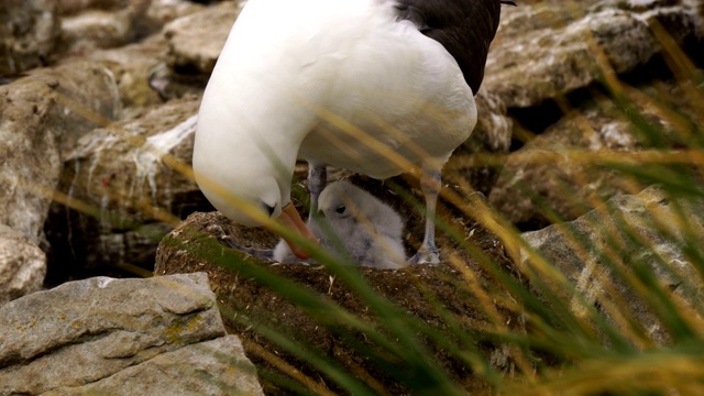 白眉信天翁和南跳岩企鹅在福克兰群岛西点岛的悬崖上共同筑巢视频下载