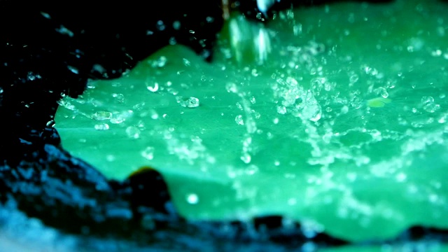 贴近大自然鲜绿的荷叶上的雨滴，慢动作的雨点落在疏水的叶子上视频素材