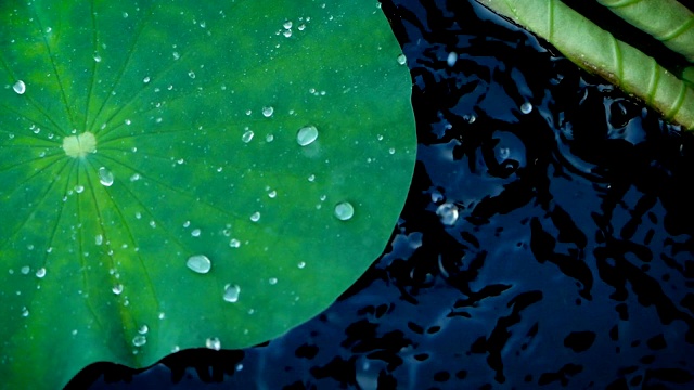 贴近大自然鲜绿的荷叶上的雨滴，慢动作的雨点落在疏水的叶子上视频素材