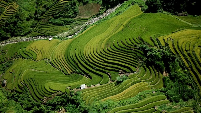 梯田在丘陵或山区耕作，通常在东部，南部和东南亚耕作视频素材