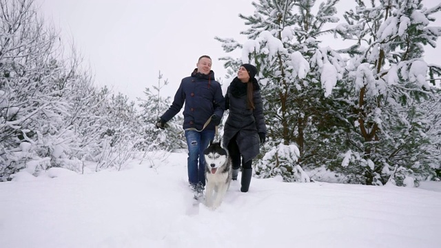 男人和女人有乐趣与西伯利亚哈士奇在冬天的森林玩和扔雪在慢动作视频素材