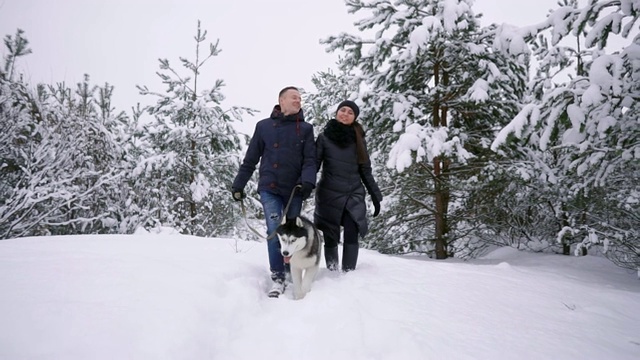 男人和女人有乐趣散步与西伯利亚哈士奇在冬天的森林玩和扔雪视频素材