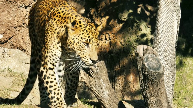 西班牙巴伦西亚市动物园里的豹视频下载