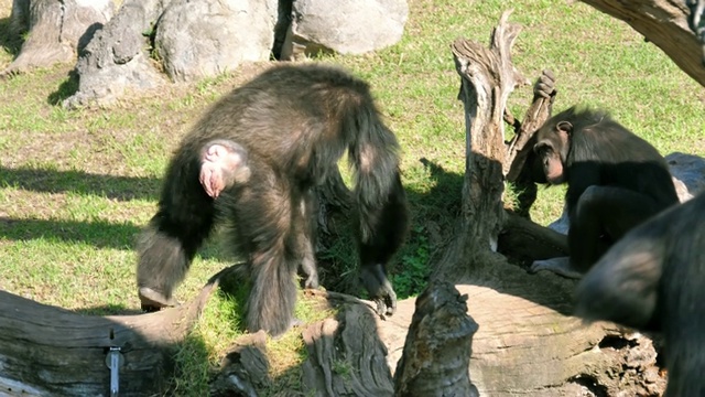 西班牙巴伦西亚市动物园里的猴子视频下载