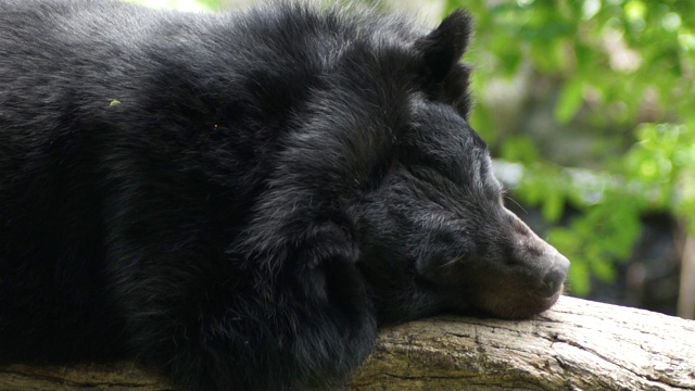 黑熊在树上睡觉视频下载