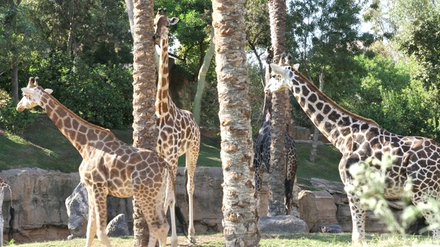 西班牙瓦伦西亚市动物园里的长颈鹿视频下载