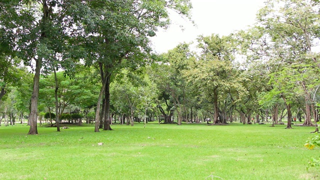 绿色的树，美丽的早晨在公园。城市公园的放松点。视频素材