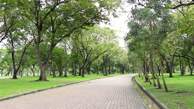 绿色的树，美丽的早晨在公园。城市公园的放松点。视频素材