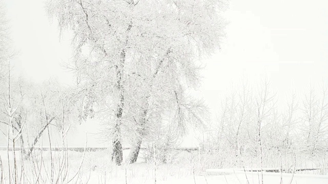 冬天的公园下雪了视频素材