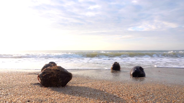 海浪和椰子卷起白沙滩视频素材