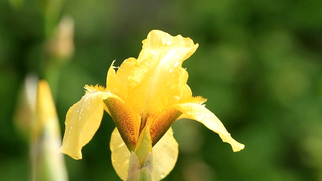黄色的蝴蝶花在露珠里视频素材