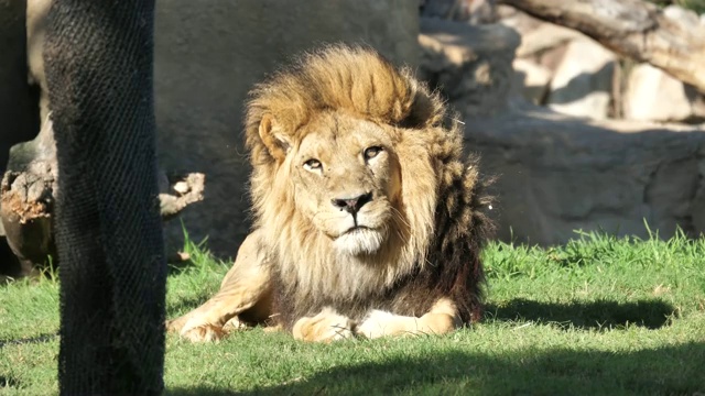 西班牙巴伦西亚市动物园里的狮子视频下载