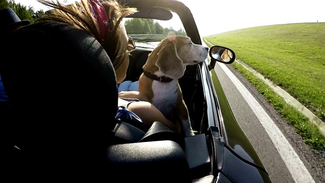 慢镜头显示一只小猎犬坐在一位女士的膝盖上。带宠物旅行概念视频下载