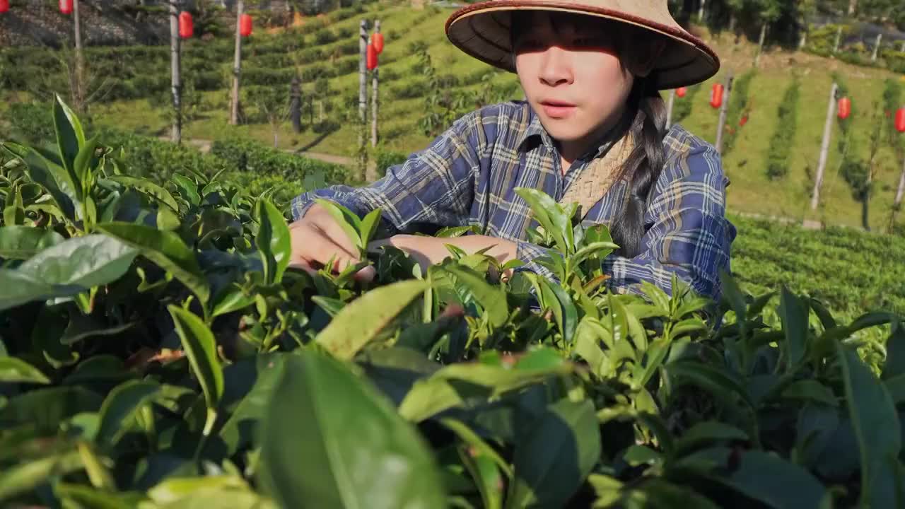 早上在泰国湄泓松采摘茶叶视频下载