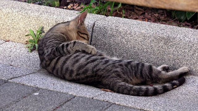 条纹猫躺在人行道上视频素材