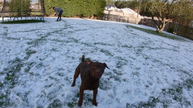 第一次在雪中玩耍的狗视频素材