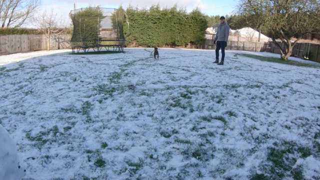 淘气的狗在玩雪人视频素材