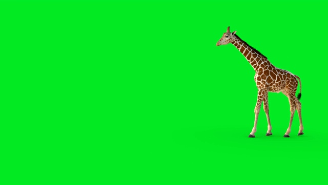 一个绿色屏幕上行走的3D长颈鹿。视频下载