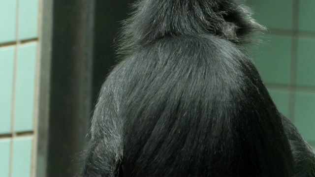 黑爪哇鲁东猴视频下载