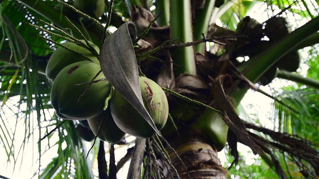 树上的椰子，手持拍摄视频下载