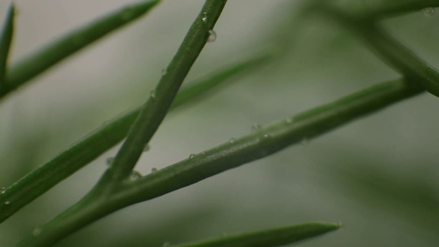 绿色的嫩茎迷迭香，小胡萝卜，莳萝，覆盖着水滴在一个明亮的背景。聚焦在不同的距离。视频下载