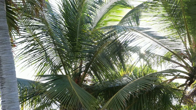 棕榈树在蓝天和阳光下随风移动的4K视频视频素材