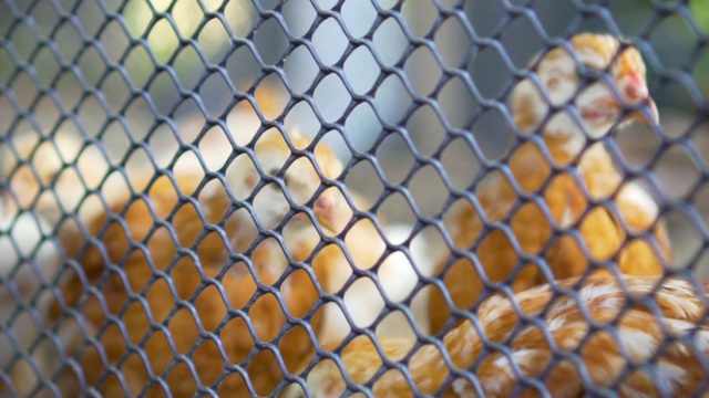 近距离观察养鸡场的鸡笼。视频下载